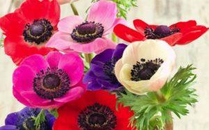 Descripció de varietats i tipus d’anemones, plantació i cura en camp obert