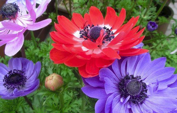 anemon çiçekleri