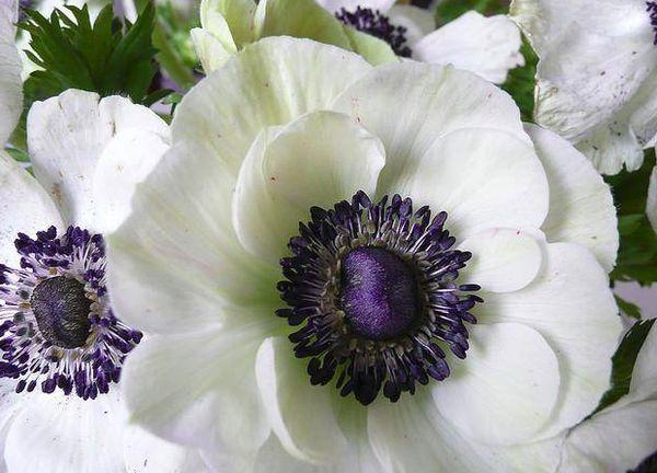 hvid anemone