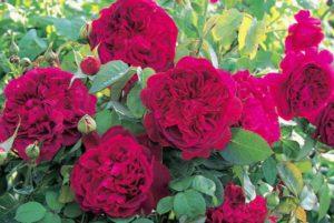Description of the best varieties of English roses, growing and care, reproduction