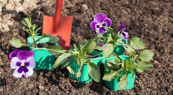 planting violets