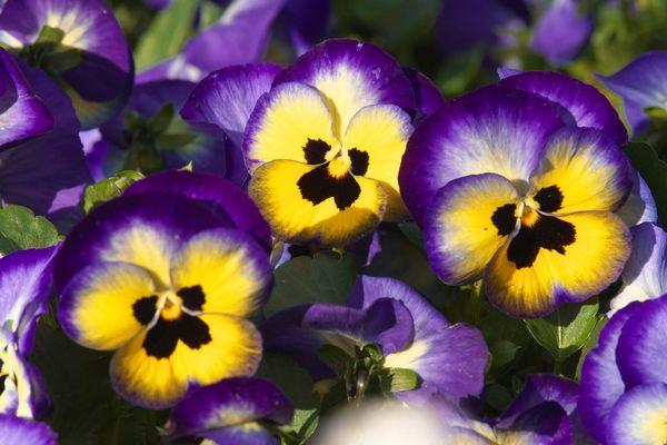 Viola bicolore