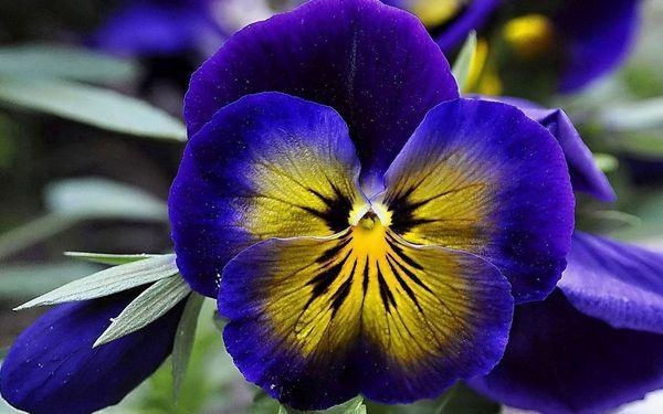 Violettes de jardin