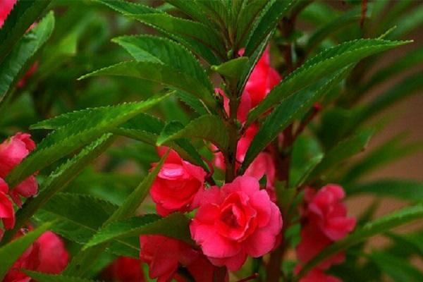 varietà Camellia