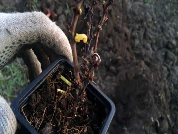 plantar un matoll
