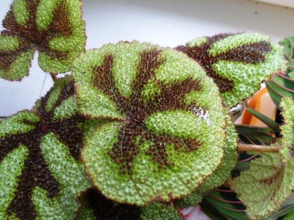 Decorative begonia