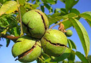 Causes of diseases and pests of walnuts, treatment and control of them