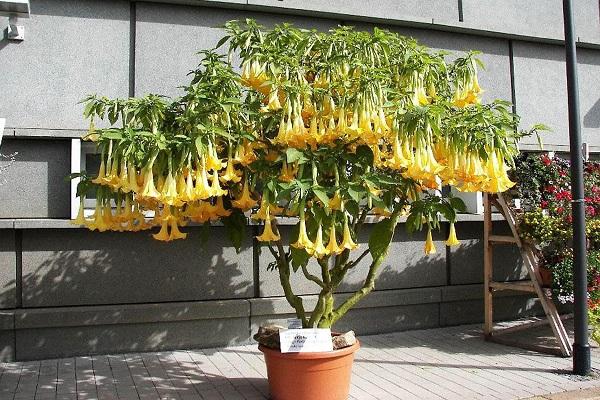 huge plant