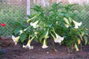 Pflanzen, Wachsen und Pflege von Brugmansia auf freiem Feld