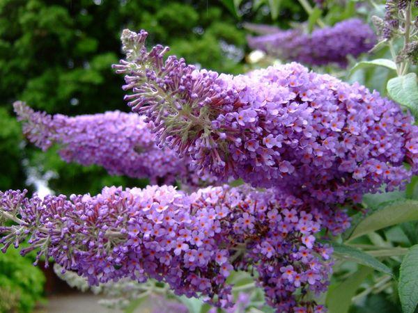 Lilac budley