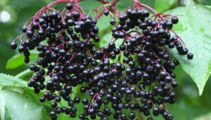 A fekete bodza gyümölcsök gyógyászati ​​tulajdonságai és ellenjavallatai