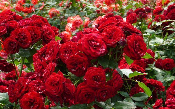 punaiset ruusut