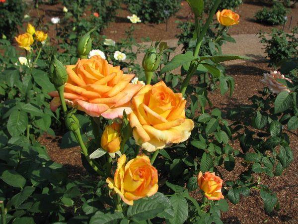 Hybridní čajová růže