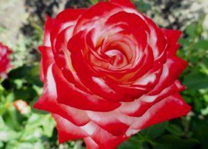 Description of the best varieties of hybrid tea roses, planting and care in the open field