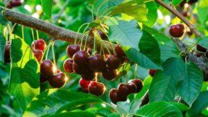 Plantar, cultivar i tenir cura de les cireres als Urals, escollint varietats adequades