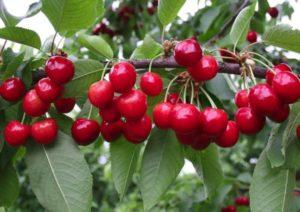 Description of cherries varieties Bryanochka, planting and care, pollinators