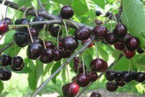 Popis třešňové odrůdy Lyubimitsa Astakhova, výsadba a péče