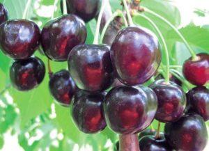 Beskrivelse og egenskaber ved Michurinskaya kirsebærsorter, plantning og pleje