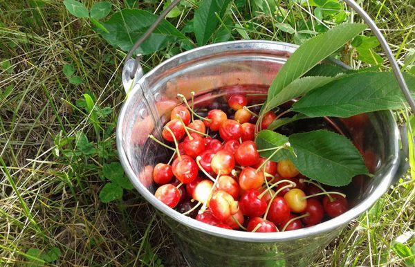 a bucket of cherries
