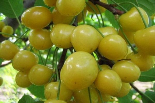 Descrizione della varietà di ciliegie Home Garden giallo, semina e cura, preparazione per l'inverno