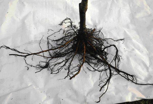 Seedling roots