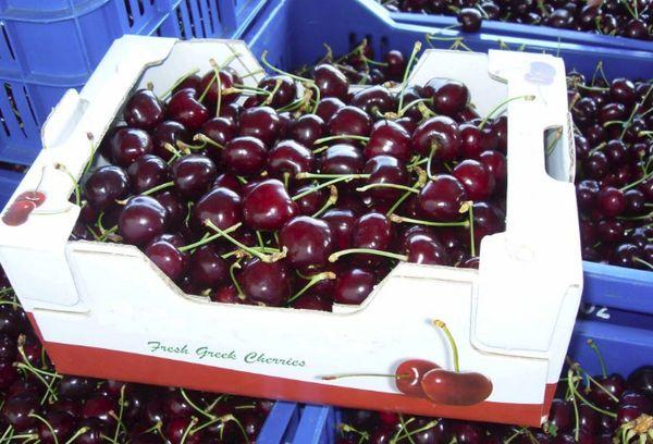 boxes with cherries