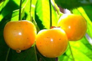 Paglalarawan at mga katangian ng Rossoshanskaya ginintuang mga cherry varieties, paglilinang