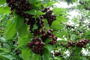 Vyšnių veislės Tyutchevka aprašymas ir savybės, sodinimas ir priežiūra