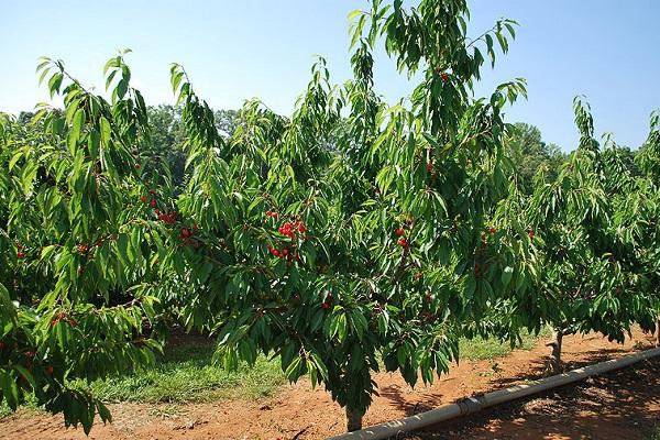 Description et caractéristiques de la variété de cerisier Tyutchevka, plantation et entretien
