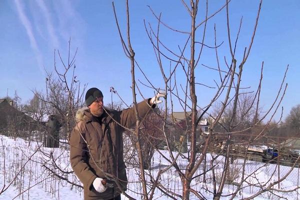 pruning in winter