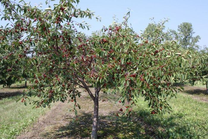 cseresznyefa