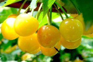 Characteristics and description of the sweet cherry variety Amber, planting and care rules