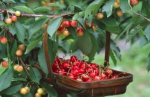 Beskrivning och egenskaper hos de söta körsbärsorterna Julia, pollinerare, plantering och skötsel
