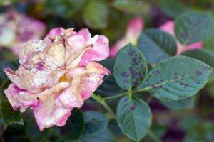 How to treat black spot on roses, effective treatments