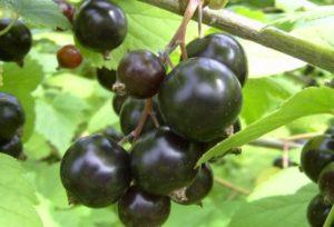 The best and new varieties of black currant for the Urals, their descriptions and characteristics