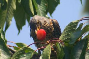 Hogyan lehet megvédeni és megvédeni a cseresznyefajtákat a madarak ellen, különféle ijesztőkkel