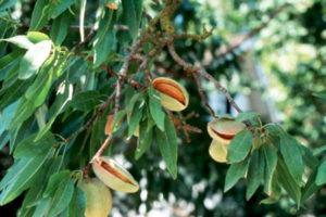 Description of varieties of three-lobed almonds, planting and care technology