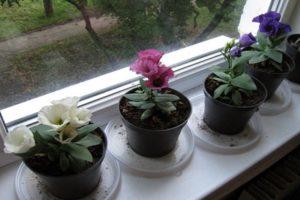 Description of indoor varieties of eustoma, planting, growing and housekeeping in pots
