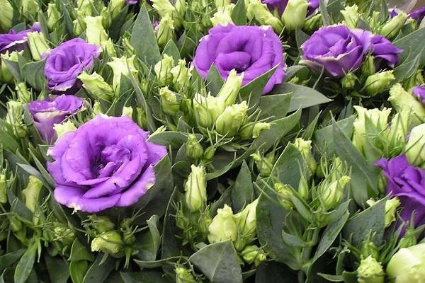 bourgeons violets