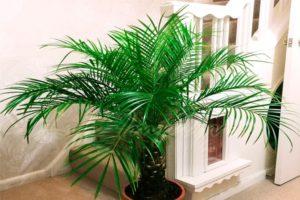 Description of the date palm variety Robelini, planting and care