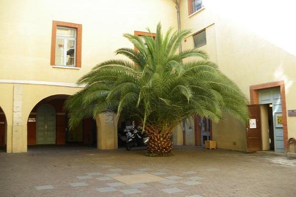 palmier în curte