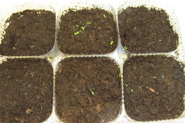 growing seedlings