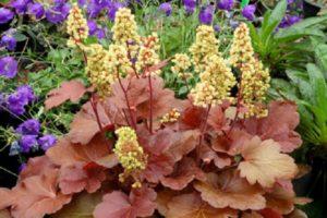 Characteristics and descriptions of Heuchera varieties, planting and care rules