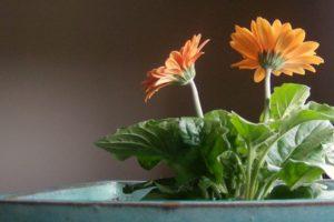 Description of varieties of indoor gerbera, cultivation and care, diseases and pests
