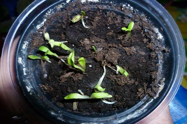plantar a partir de semillas