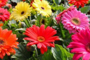 Planting, growing and caring for gerberas outdoors in the garden
