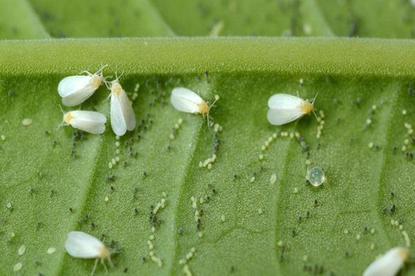 whitefly appearance