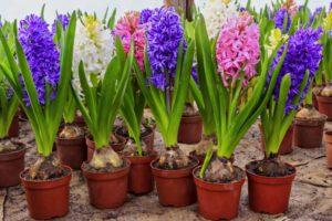 Hoe een hyacint thuis in een pot te planten, te kweken en te verzorgen