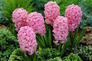 When and how to plant hyacinths in open ground, rules of care and cultivation
