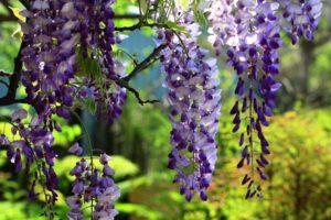 A kék hold wisteria fajta leírása és jellemzői, ültetés és gondozás